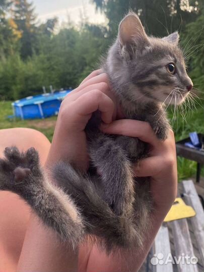 Ккотенок 3 месяца мальчик и девочка