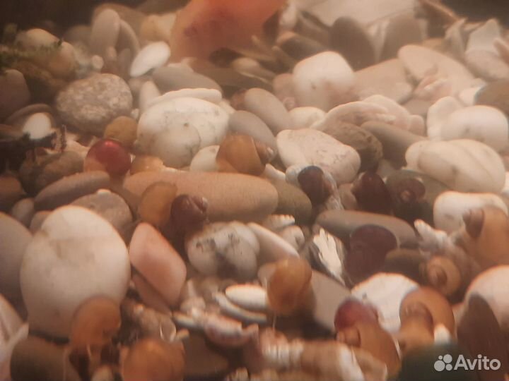 Ампулярия улитка