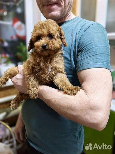 Крошка Той пудель, Девочка мини