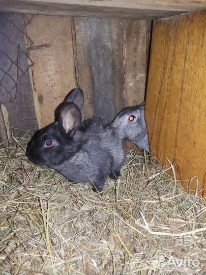 Продам 4 крольчат