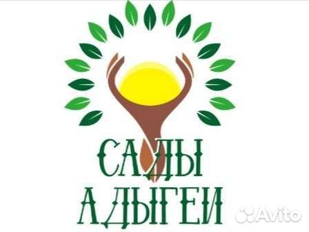 Сборщик ягод