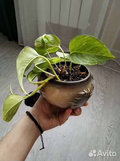 Фикус и сциндапсус в керамических горшках