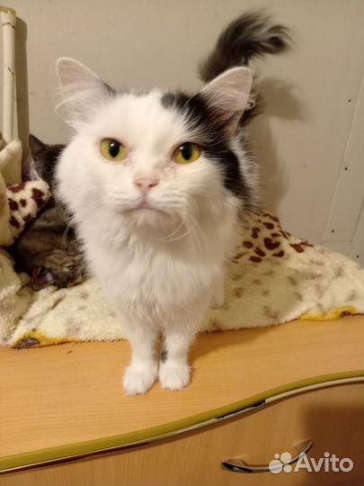 Котик только в самые заботливые руки