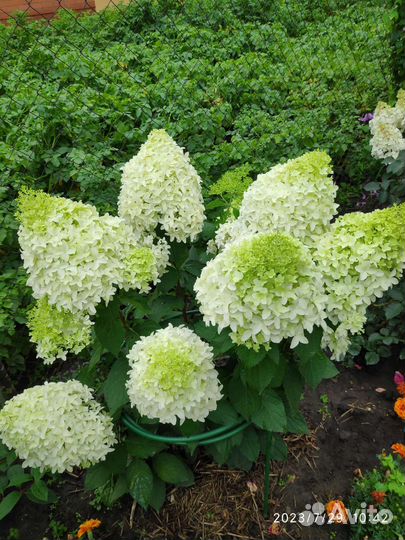 Гортензия метельчатая Скайфолл