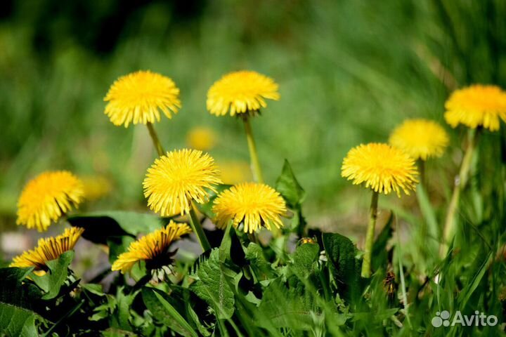 Одуванчик (семена)