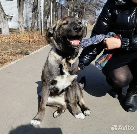 Девочка порода 