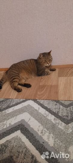 Коты отдам в добрые руки