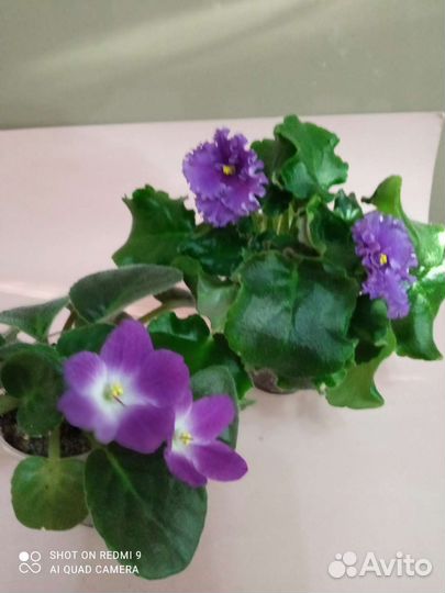 Фиалки взрослые и детки. Доставка