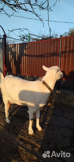 Коза дойная