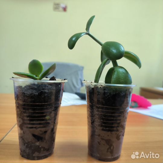 Денежное дерево, толстянка