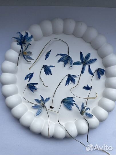 Сухоцветы для творчества