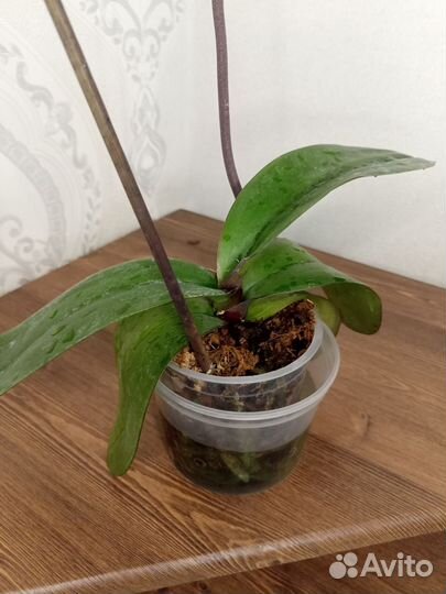 Орхидея фаленопсис Сого Даймонд