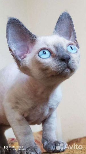 Котята девон-рекс