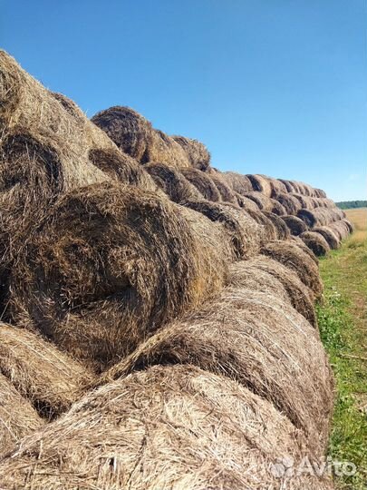 Продам сено в рулонах