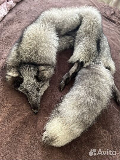 Меховой воротник песец