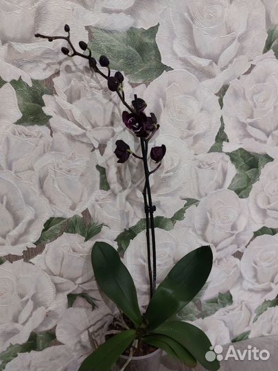 Чёрная орхидея