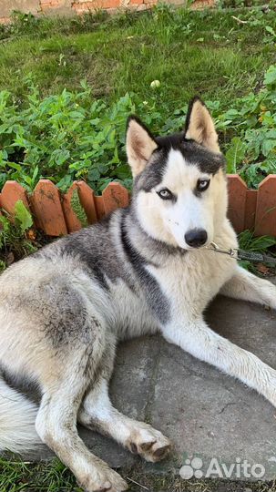 Сибирский хаски