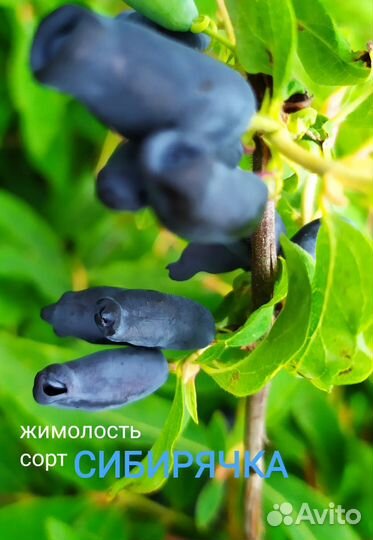 Саженцы жимолости