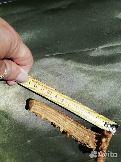 Рога косули