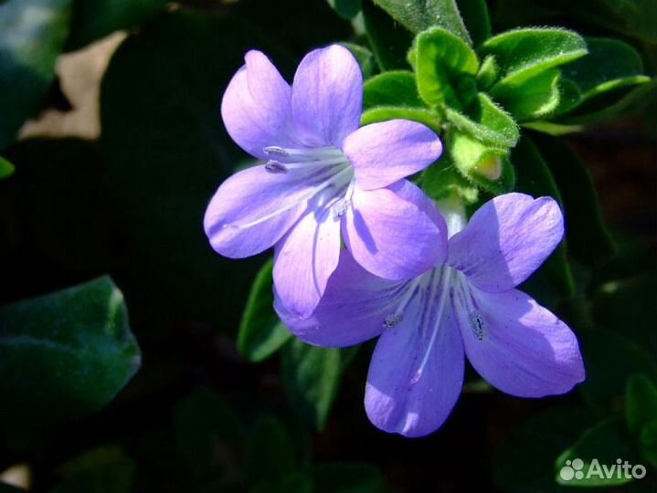 Барлерия голубая-редкое комнатное растение