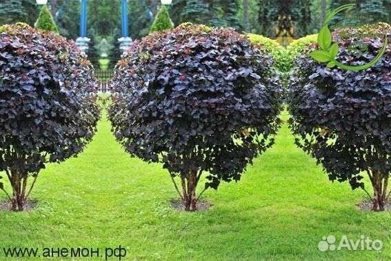 Пузыреплодники