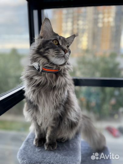 Трекер для кошки