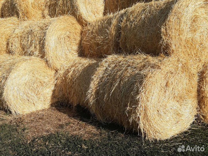 Солома ячменная рулонах