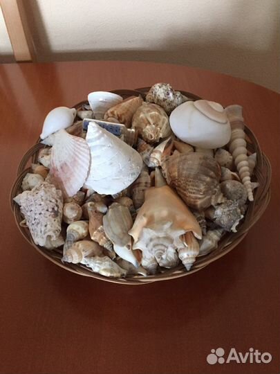 Морские ракушки