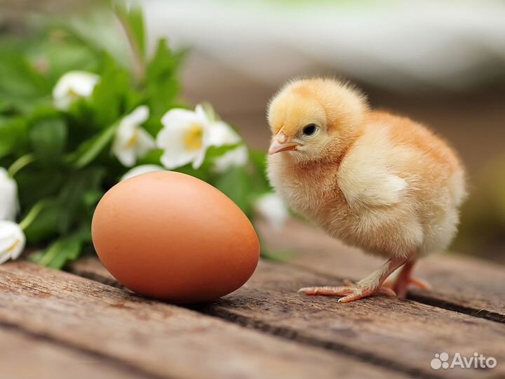 Суточные цыплята с доставкой
