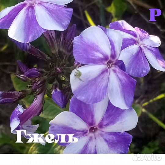 Дивей и другие синие флоксы (новинка)