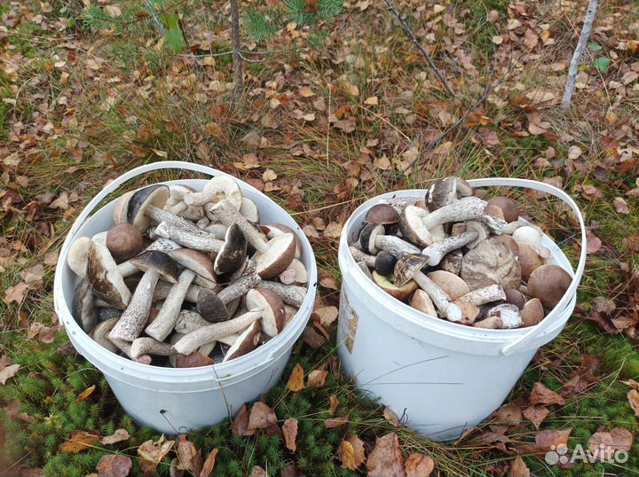 Грибы подберезовики черноголовики (микс)