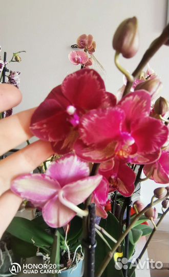 Орхидея фаленопсис интрига