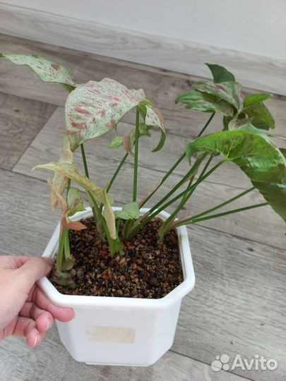 Сингониум Dazzle color