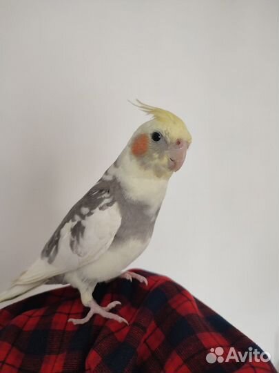 Попугай корелла мальчик 4 месяца