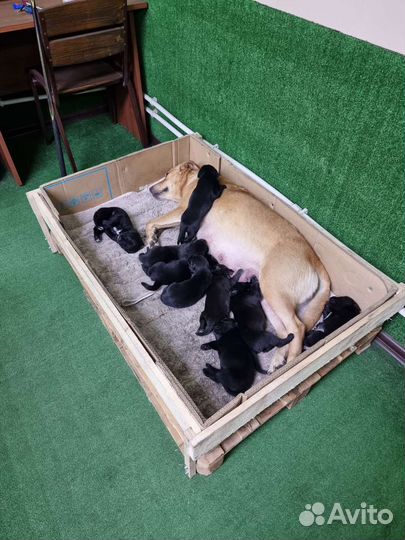 Щенки Лабрадора метисы