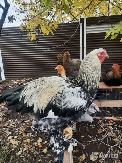 Яйцо инкубационное