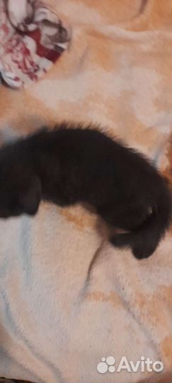 Кошка в дар