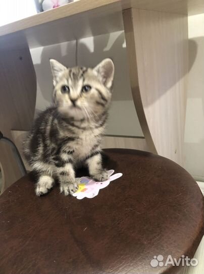 Кошка британка