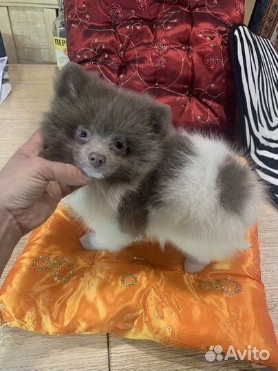 Бантик -померанскмй шпиц пати-колор Лиловый