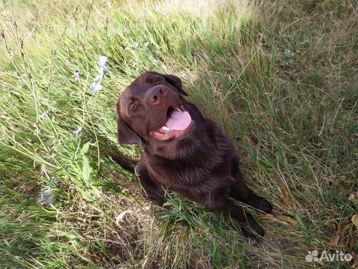 Вязка лабрадор