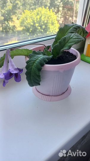 Стрептокарпус