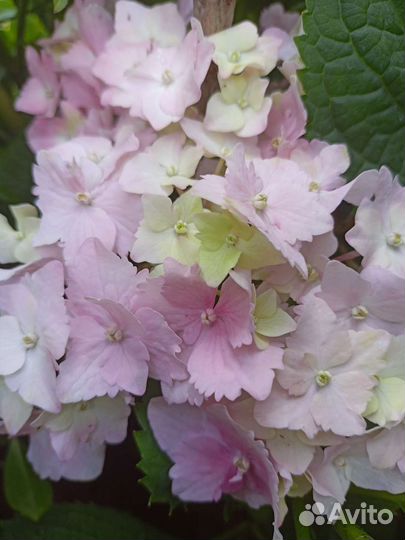 Гортензия крупнолистная