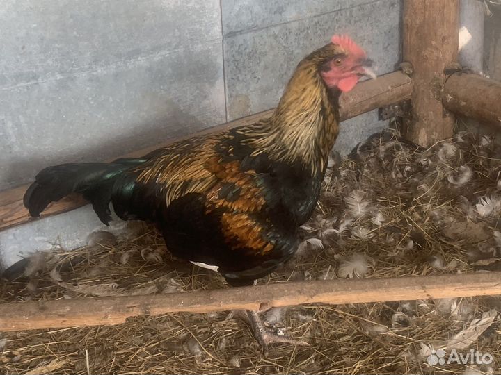 Молодые петухи