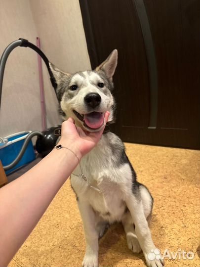 Найдена собака