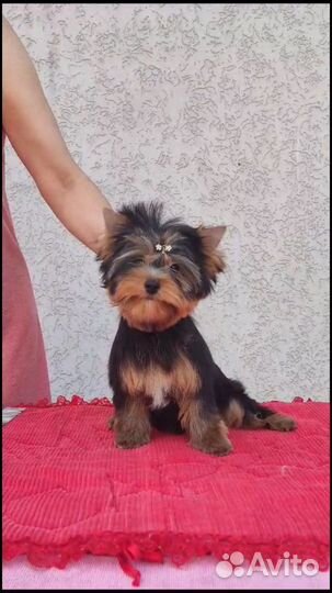 Йоркширский терьер девочка