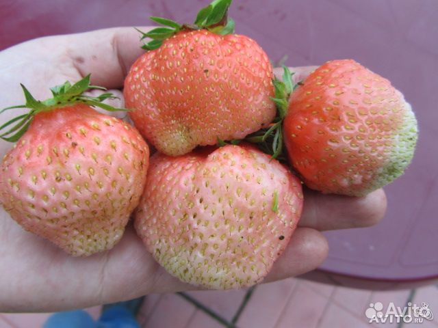 Финская розовая.клубника(земляника)