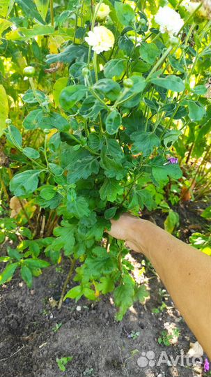 Хризантемы