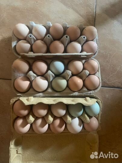 Инкубационное яйцо кур разных пород