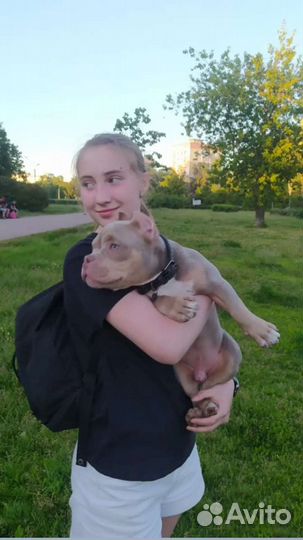 Зооняня, передержка собак, Догситтер, выгул