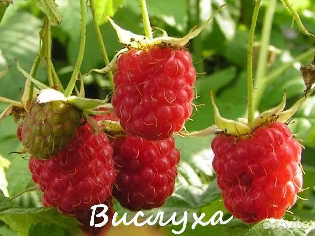 Саженцы малины